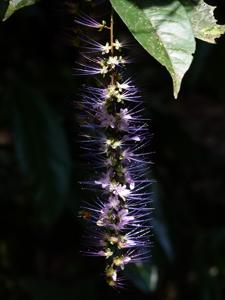 Chrysobalanaceae