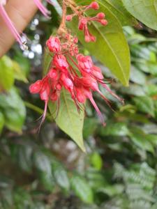 Chrysobalanaceae