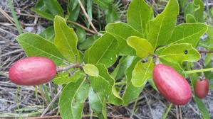 Chrysobalanaceae