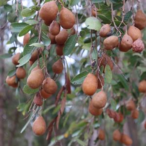 Chrysobalanaceae