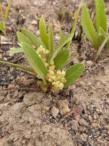 Chrysobalanaceae