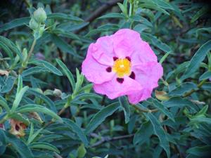 Cistus