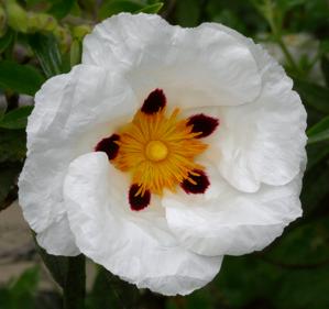 Cistus