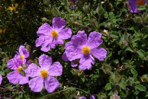 Cistus