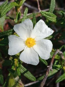 Cistus