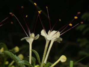 Clerodendrum