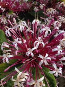 Clerodendrum