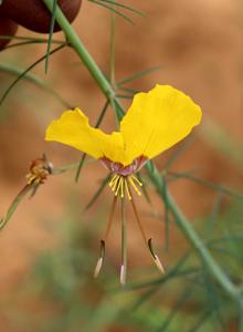 Cleome