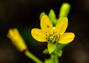 Cleome