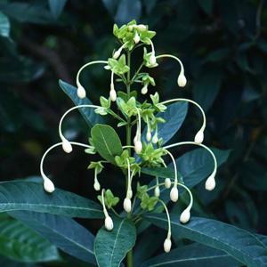 Clerodendrum