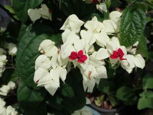 Clerodendrum