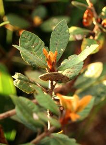 Clethraceae