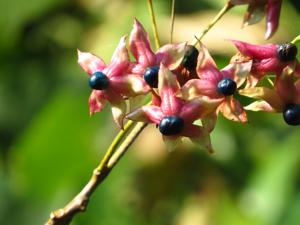 Clerodendrum