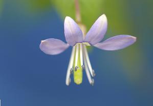 Cleome