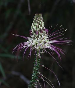 Cleome