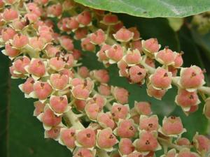 Clethraceae