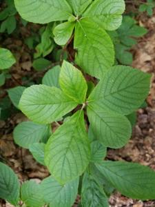 Clethraceae