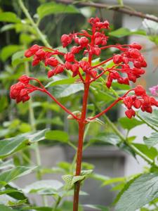 Clerodendrum