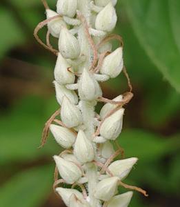 Clethraceae