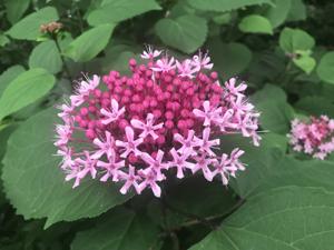 Clerodendrum