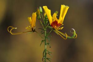 Cleome