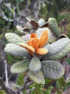 Clethraceae