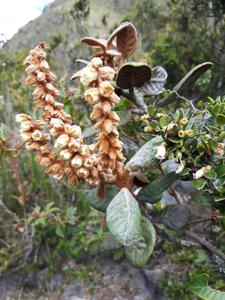 Clethraceae