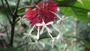 Clerodendrum