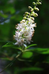 Clethra