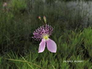 Cleome