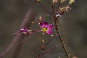 Cleome