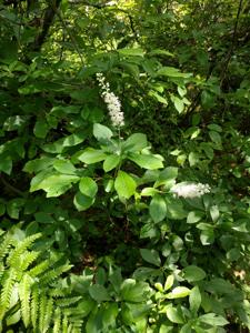 Clethraceae