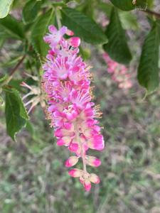 Clethraceae