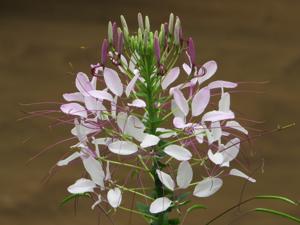 Cleome