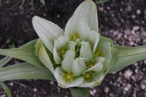 Colchicum