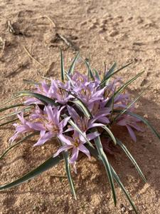 Colchicum