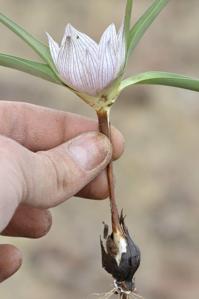 Colchicum