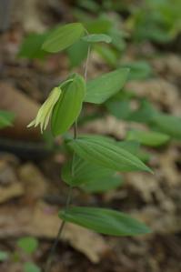 Colchicaceae