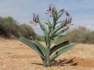 Colchicaceae