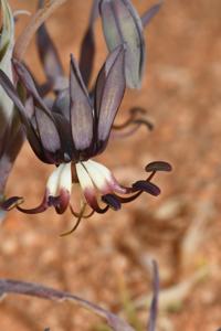 Colchicaceae