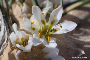 Colchicum