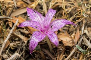 Colchicum