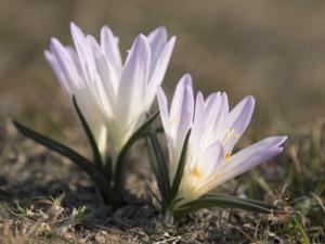 Colchicum