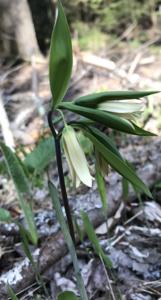 Colchicaceae