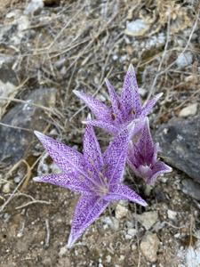 Colchicaceae