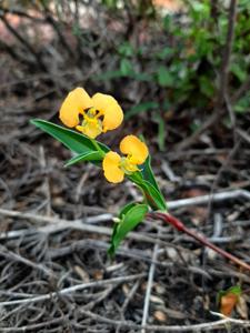 Commelina