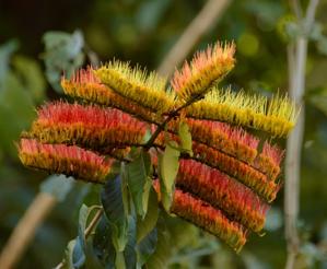 Combretaceae