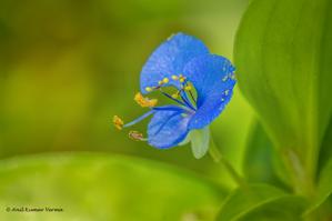 Commelina