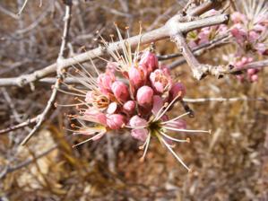 Combretum