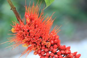 Combretum